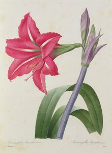 Amaryllis bresiliensis (Brasilian amaryllis), kaivertanut Victor, teoksesta "Kauneimpien kukkien valinta", n. 1827-33